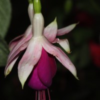 Fuchsia sp.